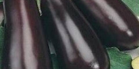 Giselle patlidžan: opis sorte, fotografija